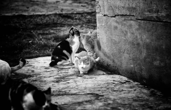 Gatos Rua Abandonados Abuso Animais Tristeza — Fotografia de Stock