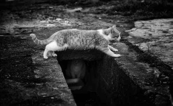 Gatos Rua Abandonados Abuso Animais Tristeza — Fotografia de Stock