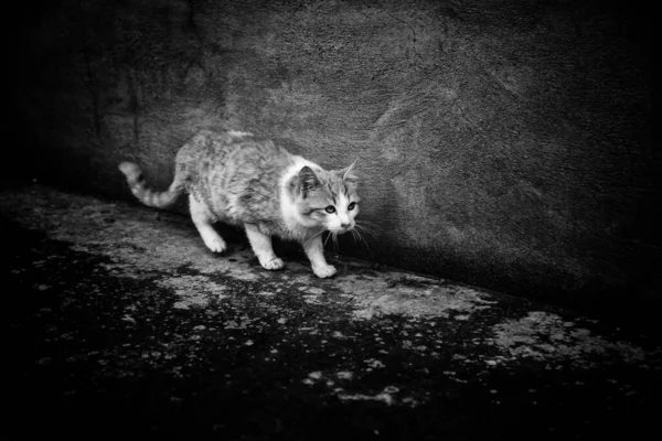 Gatos Rua Abandonados Abuso Animais Tristeza — Fotografia de Stock