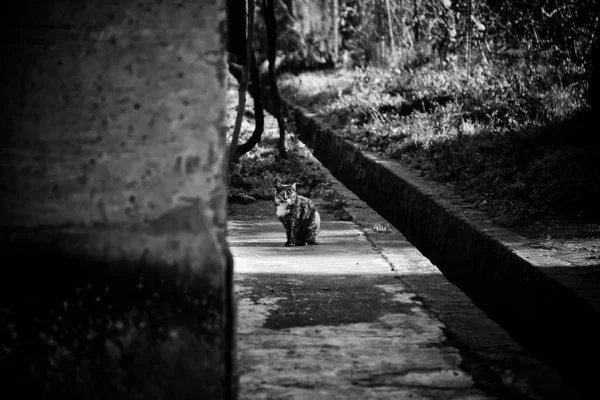 Gatos Rua Abandonados Abuso Animais Tristeza — Fotografia de Stock