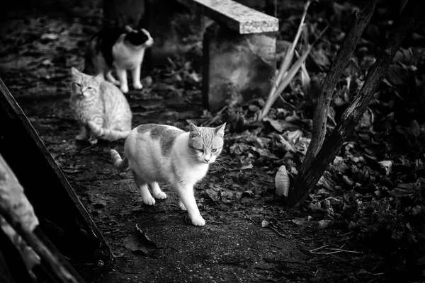 被遗弃的街头猫 虐待动物 — 图库照片