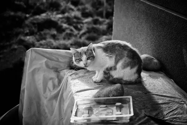 Gatos Rua Abandonados Abuso Animais Tristeza — Fotografia de Stock