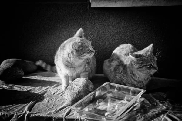 Chats Rue Abandonnés Abus Animaux Tristesse — Photo