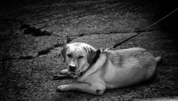 Cão Amarrado Rua Sozinho Animais Estimação — Fotografia de Stock