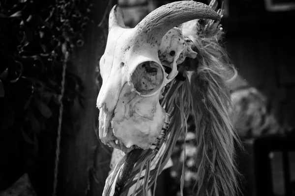 Yaşlı Keçi Kafatası Ayrıntı Cadılık Şeytan — Stok fotoğraf