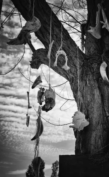 Дерево Черепами Тварин Деталь Чаклунства Забобонів — стокове фото