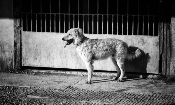 Perro Perrera Cerrada Animales Abandonados Abuso —  Fotos de Stock