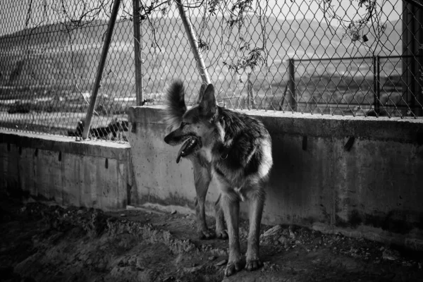 Kutya Zárt Ketrecben Elhagyott Állatok Bántalmazás — Stock Fotó