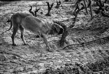 Köpek fila brasileiro, şirketin köpek bakıcısı.