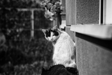 Terk edilmiş sokak kedileri, hayvan istismarı, üzüntü.