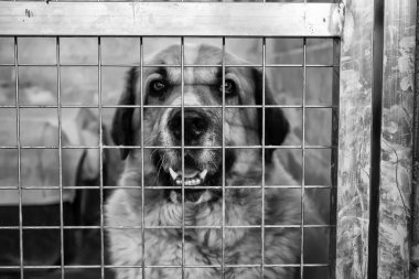 Köpek kulübesinde, terk edilmiş hayvanlar, taciz.