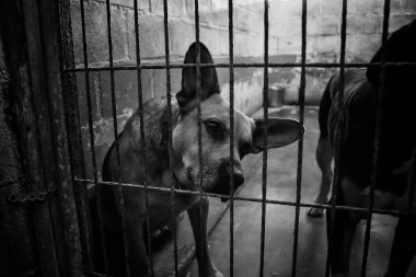 Köpek kulübesinde, terk edilmiş hayvanlar, taciz.