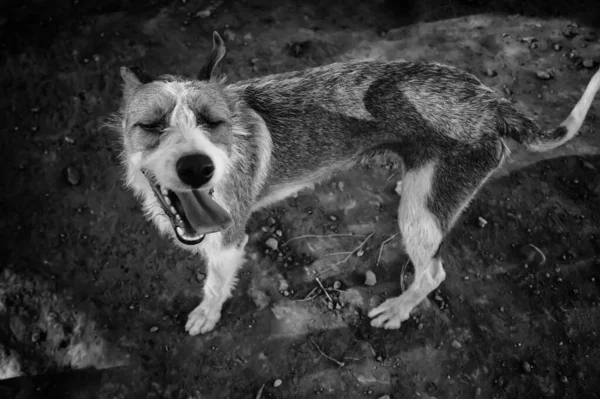 Cão Engraçado Andando Rua Atencioso Animais Animais Estimação — Fotografia de Stock