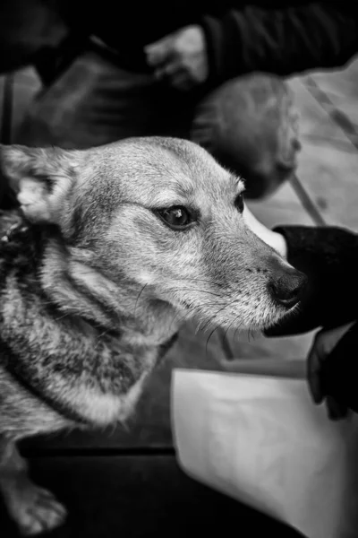 Hund Promenader Gatan Tamdjur — Stockfoto