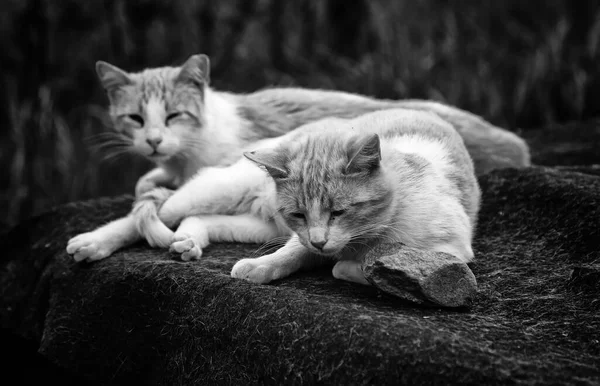 Opuštěné Pouliční Kočky Týrání Zvířat Smutek — Stock fotografie