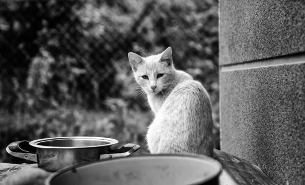 Gatos Callejeros Abandonados Maltrato Animal Tristeza —  Fotos de Stock