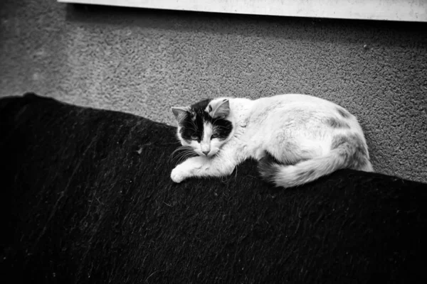 Abandoned Street Cats Animal Abuse Sadness — Stock Photo, Image