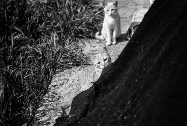 Gatos Callejeros Abandonados Maltrato Animal Tristeza — Foto de Stock