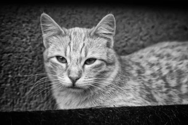 捨てられたストリート猫 動物虐待 悲しみ — ストック写真