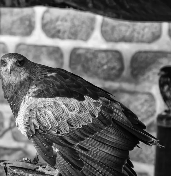野生の鷲 獲物の鳥 — ストック写真