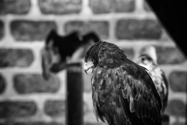 野生の鷲 獲物の鳥 — ストック写真