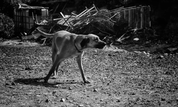 Αστείο Σκύλο Περπάτημα Στο Δρόμο Προσεγμένες Ζώα Και Κατοικίδια Ζώα — Φωτογραφία Αρχείου
