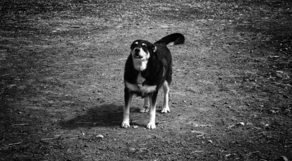 Cão Engraçado Andando Rua Atencioso Animais Animais Estimação — Fotografia de Stock