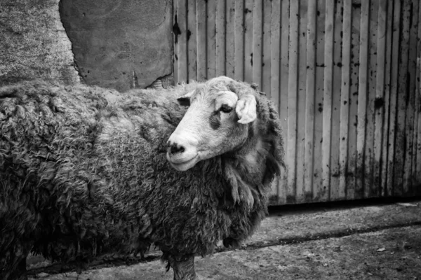 Ovelha Trancada Fazenda Indústria Carne Animal — Fotografia de Stock