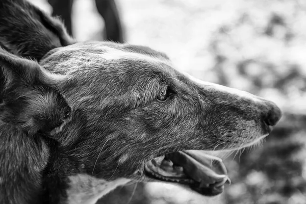 Köpek Evcil Hayvanlar Sokakta Yürürken — Stok fotoğraf