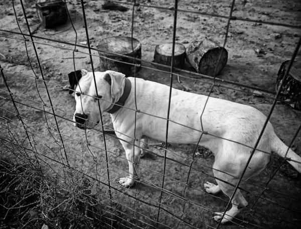 Hond Gesloten Kennel Verlaten Dieren Misbruik — Stockfoto