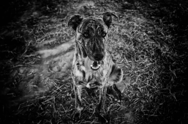 Lustiger Hund Beim Gassigehen Auf Der Straße Aufmerksam Tiere Und — Stockfoto