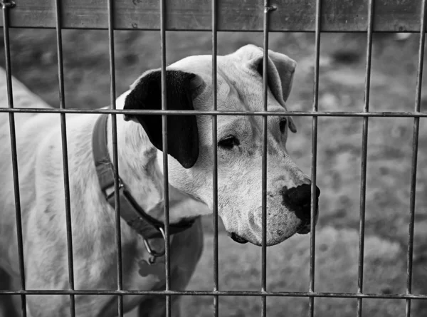 Hond Gesloten Kennel Verlaten Dieren Misbruik — Stockfoto