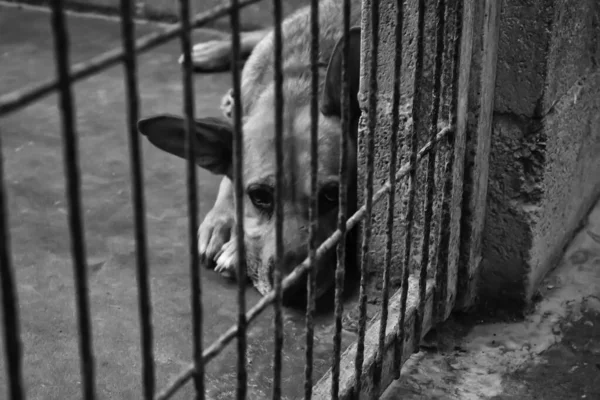 Cão Canil Fechado Animais Abandonados Abuso — Fotografia de Stock