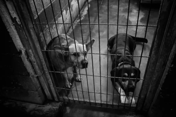 狗在封闭的狗舍 被遗弃的动物 — 图库照片
