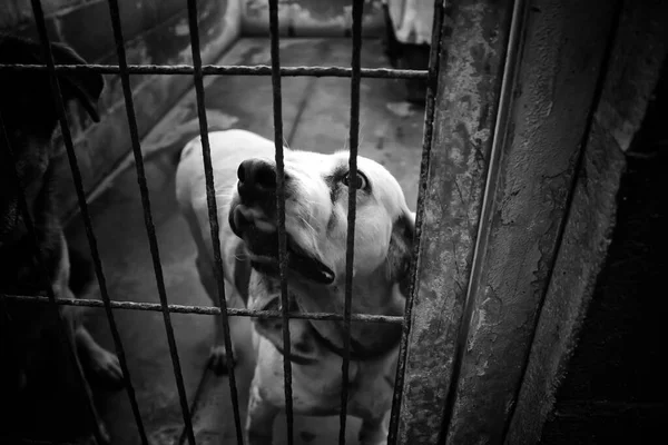 Cão Canil Fechado Animais Abandonados Abuso — Fotografia de Stock