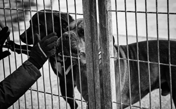 閉鎖された犬 放棄された動物 — ストック写真