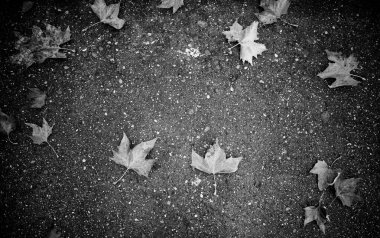 Park zemininde, mevsimlerde ve çevrede sonbahar yaprakları