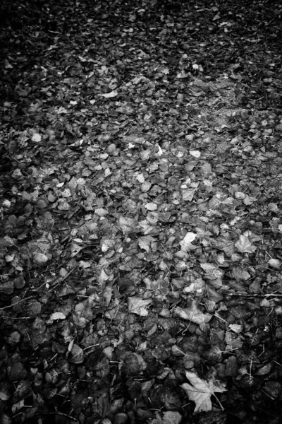 Осенние Листья Полу Парка Сезоны Окружающая Среда — стоковое фото