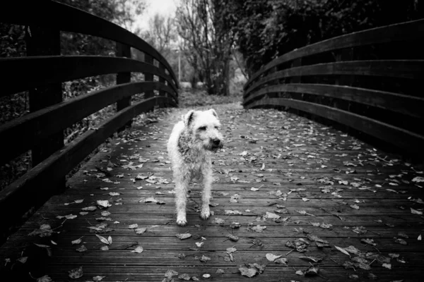 Fox Terrier in autumn, abandoned animals, natural landscape