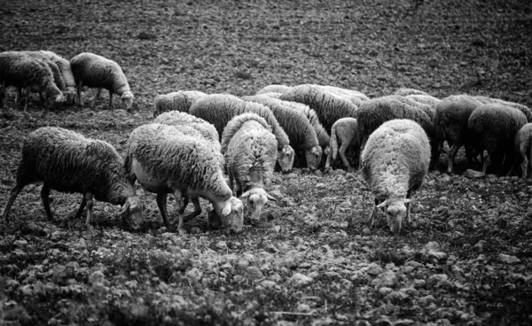 Ovejas Pastando Campo Animales Herbívoros Naturaleza —  Fotos de Stock