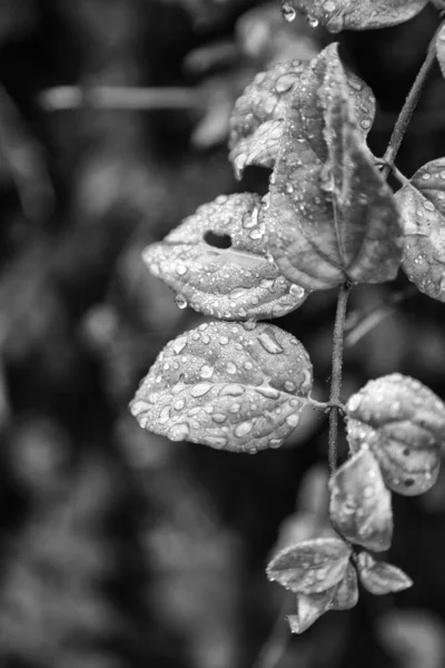 Gouttes Rosée Sur Les Feuilles Arbres Nature Pluie Environnement — Photo