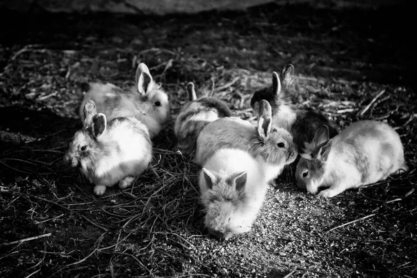 Coniglio Angora Allevamento Industria Natura — Foto Stock