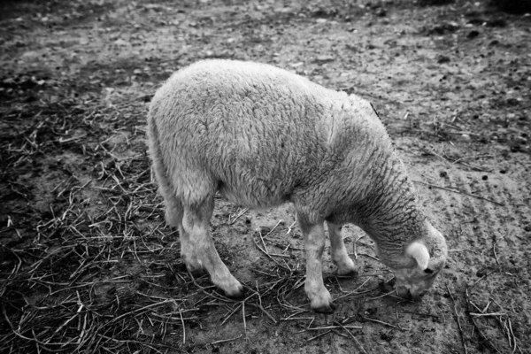 农村农场的绵羊 谷仓动物和自然 — 图库照片
