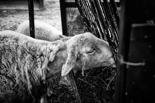 Pecore Fattoria Rurale Animali Cortile Natura — Foto Stock