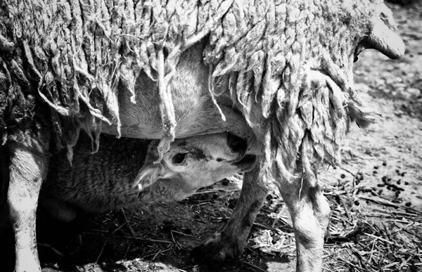 動物農場で母親を吸う羊 自然生活 — ストック写真