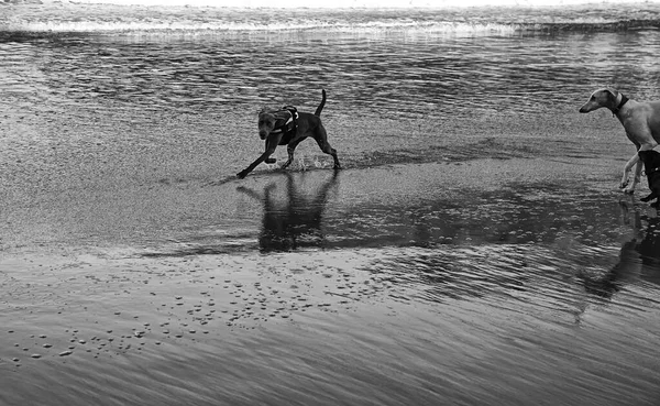 Chiens Jouant Courant Sur Plage Animaux Liberté — Photo