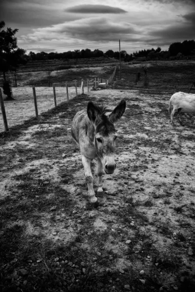 Burros Fazenda Animais Parque Natural — Fotografia de Stock