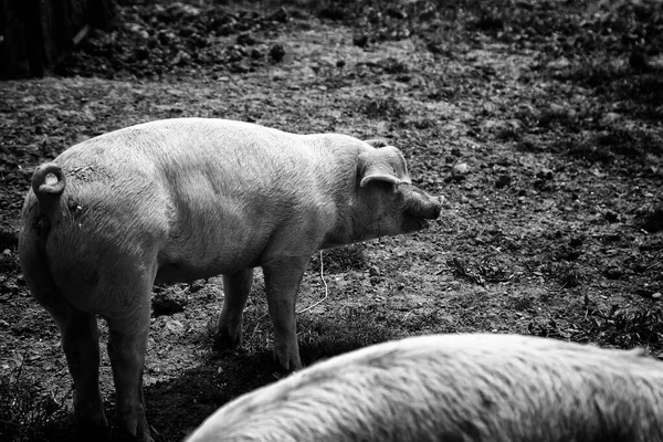 Свиньи Ферме Закрытые Животные Мясная Промышленность — стоковое фото