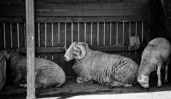 Sheeps Farmie Wiejskiej Zwierząt Barnyard Przyrody — Zdjęcie stockowe