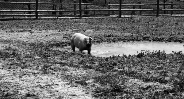 Świnie Farmie Zwierzęta Zamknięte Przemysł Mięsny — Zdjęcie stockowe